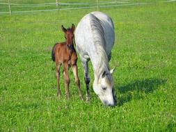 white horse brown grass