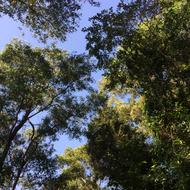 green leaves against the sky