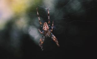 Close-up of the colorful spider with patterns, on the web, at blurred background