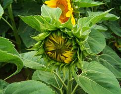 green plant with sunflower