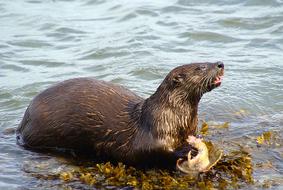 animal brown sea