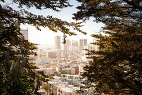 view through the trees on the cityscape