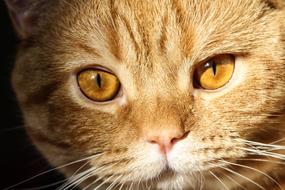 brown kitten with yellow eyes close up