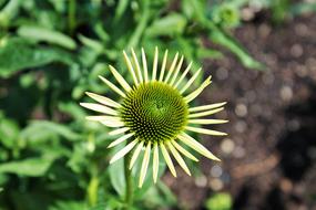 green coneflower bud