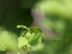 Ladybug Insect Beetle