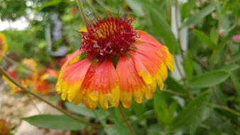 bright flowers in the grass