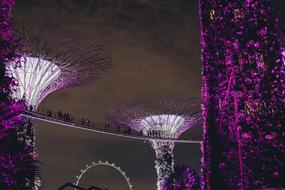 people on Bridge between illuminated Towers at night, singapore, Gardens by the Bay