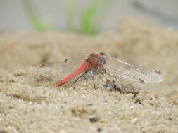 Dragonfly Wing Insect