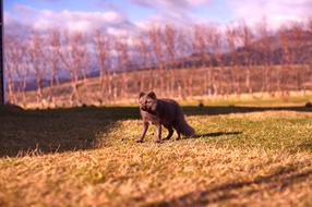 Beautiful and colorful landscape with the dog on the grass, near the trees