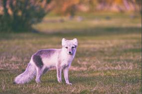 Animal Dog Grass