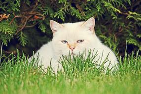 Cat White in the green grass