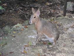 Barbados Animal Nature