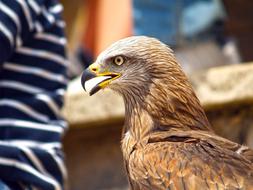 big eagle near a man