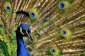portrait of Colorful Peacock Feathers