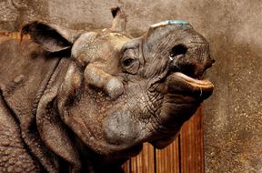 funny Rhino in zoo, head close up