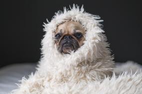 bulldog in a fluffy blanket