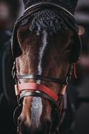 Close Up photo of Horse Animal head