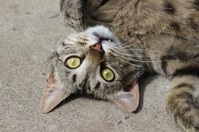 tabby cat with big eyes close up