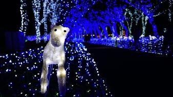 animal lights up the street