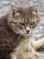 Portrait of the cute and beautiful, colorful, furry cat sitting on the ground