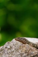 Macro photo of the colorful, cute and beautiful lizard on the rock, at blurred background
