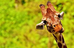 portrait of Funny Cute Giraffe