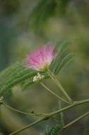 wildflower alone in a field