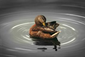 a duck brushing its feathers in the water