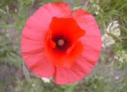 poppy open in the field