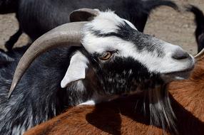 Portrait of Goat Face