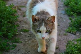 Cute, colorful and beautiful cat walking on the path, among the green grass