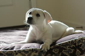 white pet dog on the couch