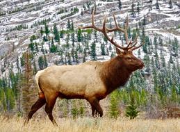 magnificent elk in the trees