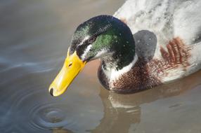 Closeup view of Duck on Farm
