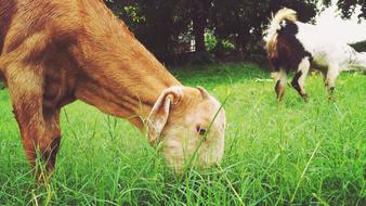 Animals Grass Herbivore