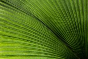 palm leaf as background