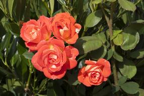 red flowers in the garden view