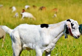 Goat Prima Donna on meadow