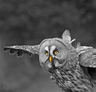 A gray owl flies through the air