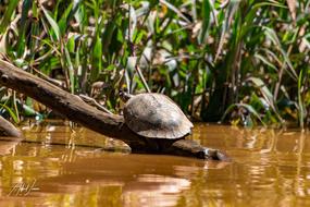 Turtle Animal