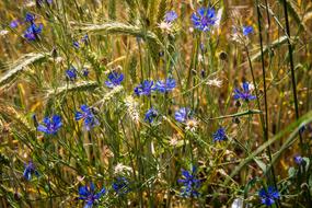 flowers grass field wild