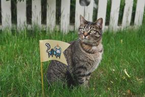 tabby cat and flag on the background of the fence