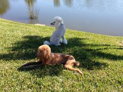 dogs two fluffy grass