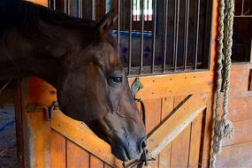 Horse Profile Face