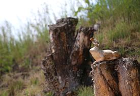 Erithacus Robin Bird Songbird at nature