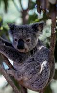 Beautiful and cute koala on the tree with branches