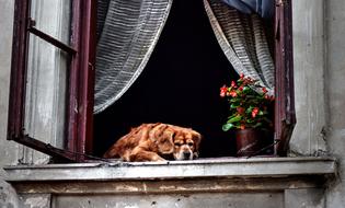 dog on Window Old House