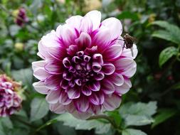 colored beautiful flower with a wasp