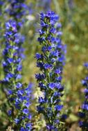 wild long flower in a meadow