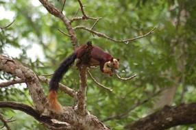 Indian Joint Squirrel Western Ghat